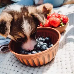 A curious puppy investigates a bowl of blueberries, perhaps wondering if dogs have blueberries. Another puppy and strawberries are in the background.