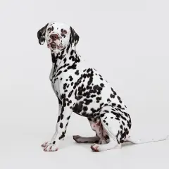 Uroczy dog o białej sierści w czarne cętki siedzi cierpliwie, czekając na pochwałę.