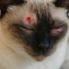 Gato siamés con lesiones rojizas y costrosas alrededor de los ojos, indicativo de tiña en gatos.
