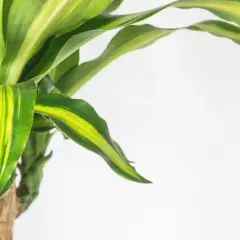 El tronco de brasil muestra sus hojas verdes y amarillas vibrantes contra un fondo blanco.