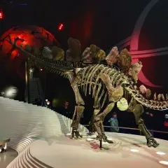 Szkielet dinozaura w muzeum w Londynie, z czerwoną kulą i schodami w tle.