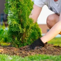 Jaką ziemię lubią tuje, aby uniknąć ich chorób i słabego wzrostu?