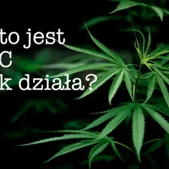 THC: Co to jest, jak działa i czy jest legalne w Polsce?