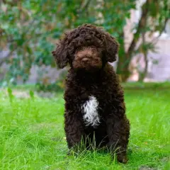 Lagotto Romagnolo: Czy jego sierść to włos? Odkryj prawdę!