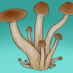 Ilustracja pęczka brązowych grzybów na turkusowym tle.