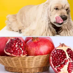 Un perro color crema lame su hocico, con granadas frescas en una cesta. ¿Pueden comer granada los perros?