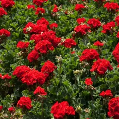 Morze czerwonych kwiatów pelargonia calliope, z zielonymi, pofałdowanymi liśćmi tworzącymi tło.