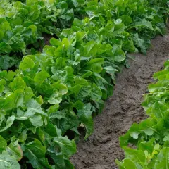 Rigogliose foglie verdi crescono su un fertile terreno argilloso, delineando un solco nel campo.
