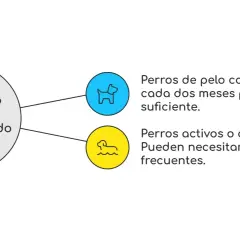 Guía sobre cada cuanto se baña a un perro: pelo corto cada dos meses, pelo largo o activos, baños más frecuentes.