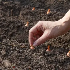 Dłoń umieszcza małą cebulkę w ziemi, rozpoczynając sadzenie. Wokół widać już posadzone cebule, gotowe do wzrostu.