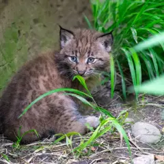 Ein neugieriges Luchs-Baby mit blauen Augen sitzt im Gras und knabbert an einem Grashalm.