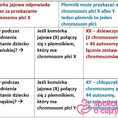 Płeć dziecka: Kiedy i jak najwcześniej ją poznasz? Metody i pewność.
