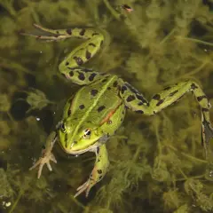 Une grenouille verte, tachetée de noir, nage dans une mare trouble, ses pattes palmées déployées.