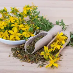 Johanniskraut-Blüten und getrocknete Pflanzenteile auf Holzlöffeln. Bekannt für seine Wirkung auf den Schlaf.