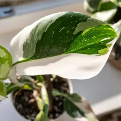 Liście rośliny Philodendron White Princess, z białymi i zielonymi plamami, wyglądają jak królewskie szaty.