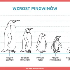 Różne gatunki pingwinów od największego cesarskiego do najmniejszego pingwinka małego, porównane pod względem wzrostu.