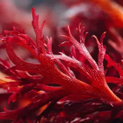 Rote Algen, reich an Astaxanthin, könnten bei Histaminintoleranz helfen. Die feinen Strukturen der Algen sind faszinierend.