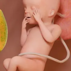 Feto a 22 settimane di gravidanza, con una papaya accanto. Si discute dei rischi associati a questo stadio.