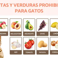 Lista de frutas y verduras que no pueden comer los gatos: manzana, melocotón, aguacate, uvas, limón, ajo, tomate, patata y cebolla.