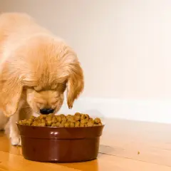 Un cachorro golden retriever come con entusiasmo. La cantidad de pienso para cachorro en su cuenco parece perfecta para su apetito.