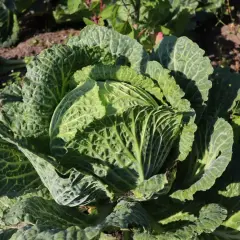 Ein großer, grüner Wirz im Garten. Die Blätter sind zerknittert und zeigen die Sonne.