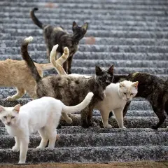 Un grupo de gatos callejeros, de diversos pelajes, caminan por escalones de piedra. Una imagen que evoca la necesidad de la ley de bienestar animal para protegerlos.