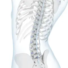 Anatomia kręgosłupa z widoczną hiperlordozą, uwydatniającą nadmierne wygięcie lędźwiowe.