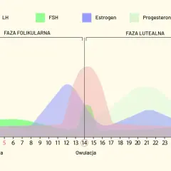 Wykres przedstawia poziomy hormonów (LH, FSH, estrogen, progesteron) w różnych fazach cyklu menstruacyjnego, od menstruacji przez owulację do fazy lutealnej.