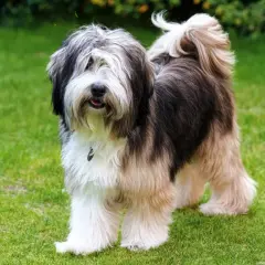 Un adorabile Tibetan Terrier con pelo lungo e folto, color crema e nero, posa su un prato verde.
