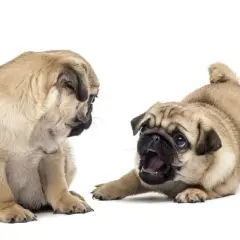 Dos cachorros pug juguetones, uno sentado y otro en posición de ataque, mostrando su adorable pug temperamento.