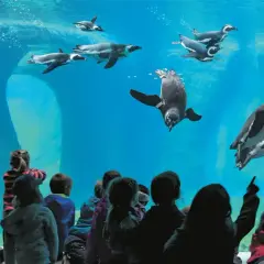 Dzieci zachwycone pływającymi pingwinami w największym zoo w Polsce.