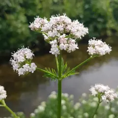 Zarte weiße Baldrianblüten am Wasser. Die Pflanze ist bekannt für ihre beruhigende baldrian hormonelle wirkung.