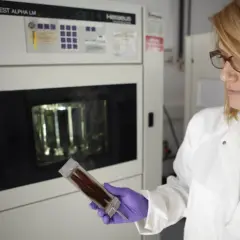 Científica con guantes morados examina una muestra de cabello en un laboratorio. Se investiga de que esta hecho el pelo para mejorar productos.