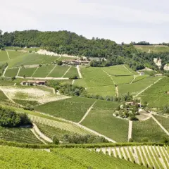 Sanfte Hügel mit endlosen Weinbergen, die die berühmte Barbaresco Rebsorte tragen. Kleine Häuser schmiegen sich in die Landschaft.