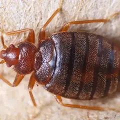 Chinches de cama, pequeños insectos que parecen salir porque salen piojos de la nada, se arrastran sobre una superficie texturizada.
