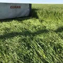 Kosiarka CLAAS ścina mieszankę gorzowską na zielonym polu.