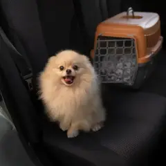 Puszysty piesek siedzi na tylnym siedzeniu samochodu obok transportera.