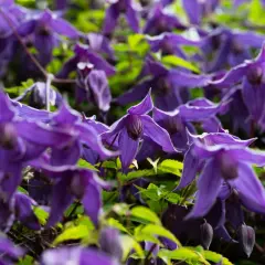 Ein Meer aus violetten Blüten, die an den richtigen Zeitpunkt für clematis schneiden erinnern.
