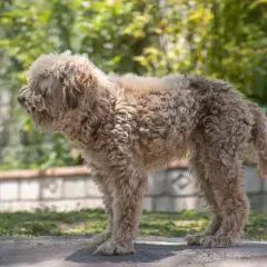 Puszysty lagotto romagnolo z kręconą sierścią stoi na ścieżce w ogrodzie, otoczony zielenią i kwiatami.