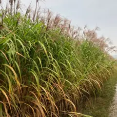 Champ de miscanthus aux plumes rosées, une ressource prometteuse pour le chauffage individuel, bordant un chemin rural humide.