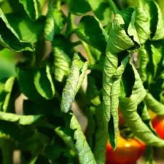 Feuilles de tomates qui s'enroulent, montrant des signes de stress ou de maladie. Des tomates rouges sont visibles en arrière-plan.