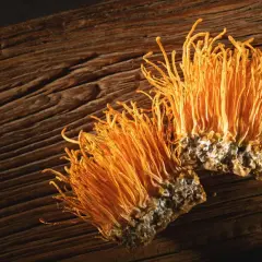 Dwa grzyby cordyceps na drewnianym tle. Cordyceps na co? Na zdrowie i witalność, ceniony w medycynie naturalnej.
