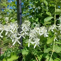 Kwitnący powoj **clematis jak szybko rośnie** na tle zieleni i błękitnego nieba.