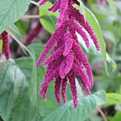 Fiori penduli di amaranto pianta, di un intenso colore fucsia, tra foglie verdi.