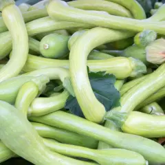 Zucchine trombetta fresche, perfette per le ricette liguri. Un tripudio di verde e sapori autentici.