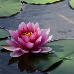 Magnifique nénuphar rose flottant sur l'eau sombre, entouré de feuilles vertes. Une invitation à découvrir comment planter des nénuphars dans un étang.