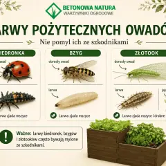 Larwy biedronki, bzyga i złotooka zjadają mszyce. Nie myl ich ze szkodnikami!