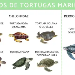 Diversos tipos de tortugas marinas: verde, boba, golfina, carey, plana, bastarda y laúd.