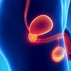 Anatomia męskiego układu rozrodczego z podświetloną prostatą. Długość leczenia hormonalnego prostaty zależy od wielu czynników.