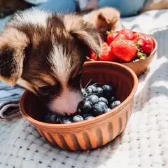 Un cachorro adorable explora un cuenco de arándanos, demostrando que los perros pueden comer arándanos. A su lado, otro cuenco con fresas.